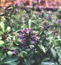Collomia mazama