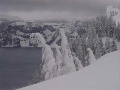 snow-covered trees