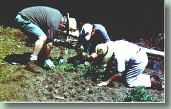 planting project