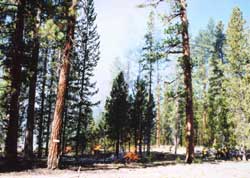 Ponderosa pine forest