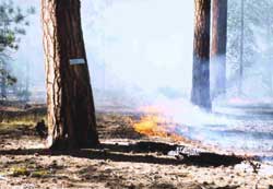 prescribed burn